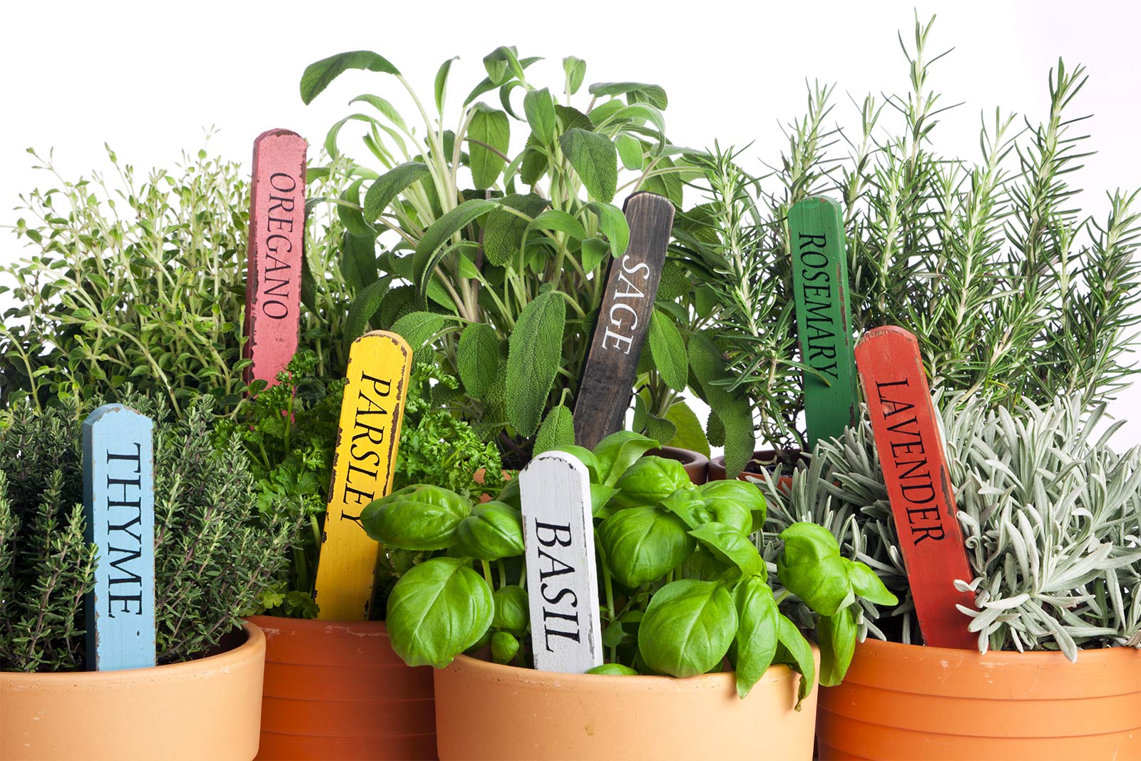 Create a indoor herb garden for your home interiors - Beautiful Homes
