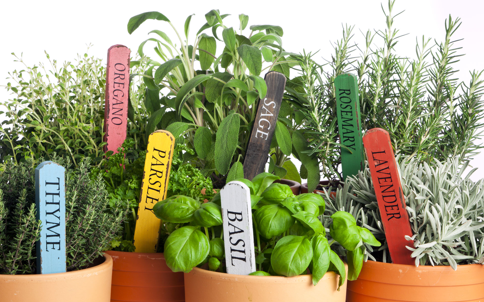 Herbs in plant pots: basil, lavender, thyme, parsley, oregano, sage, rosemary