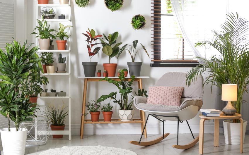 Trending picks for indoor plants at home
