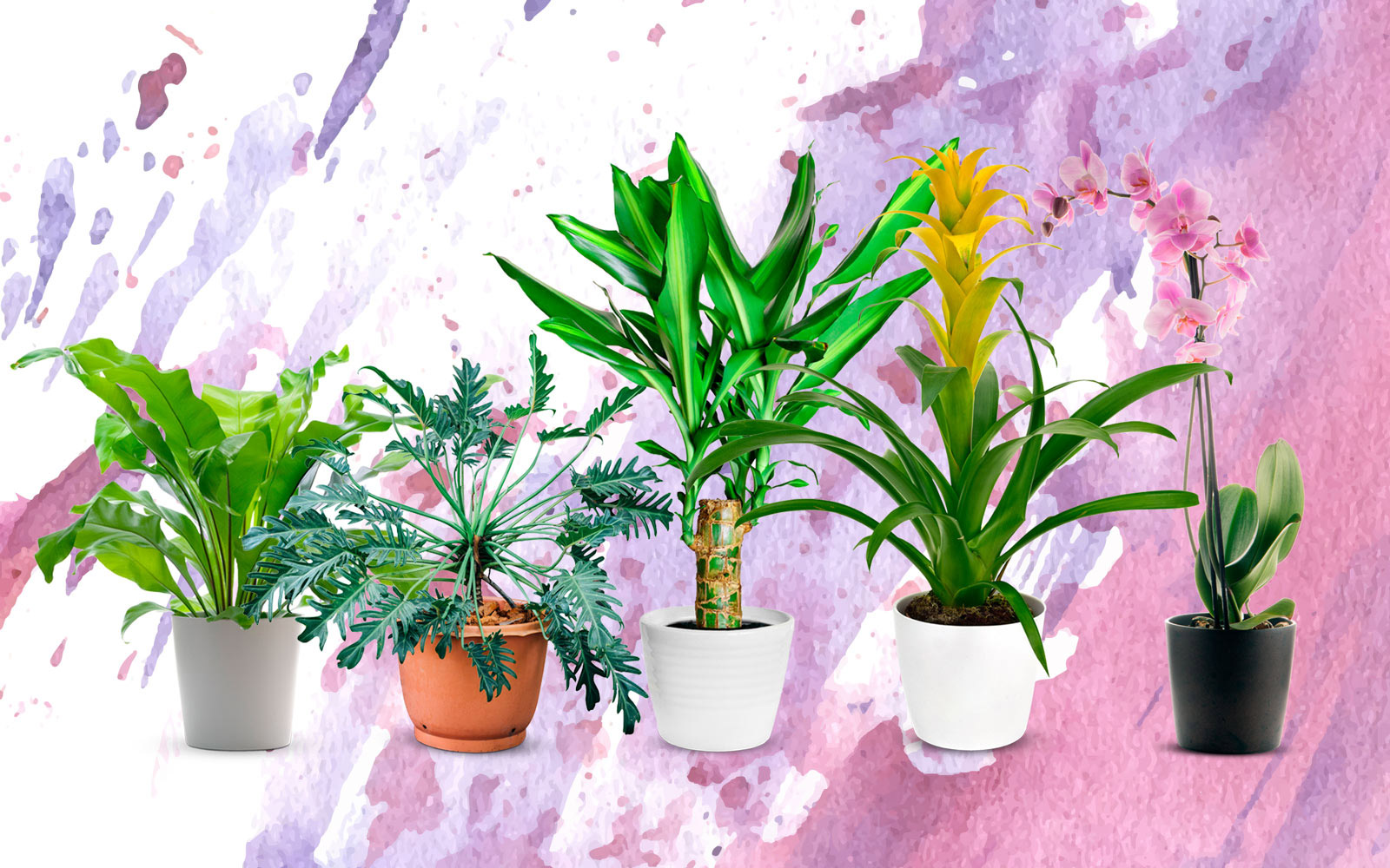  indoor plants which recommended by interior and landscape designers