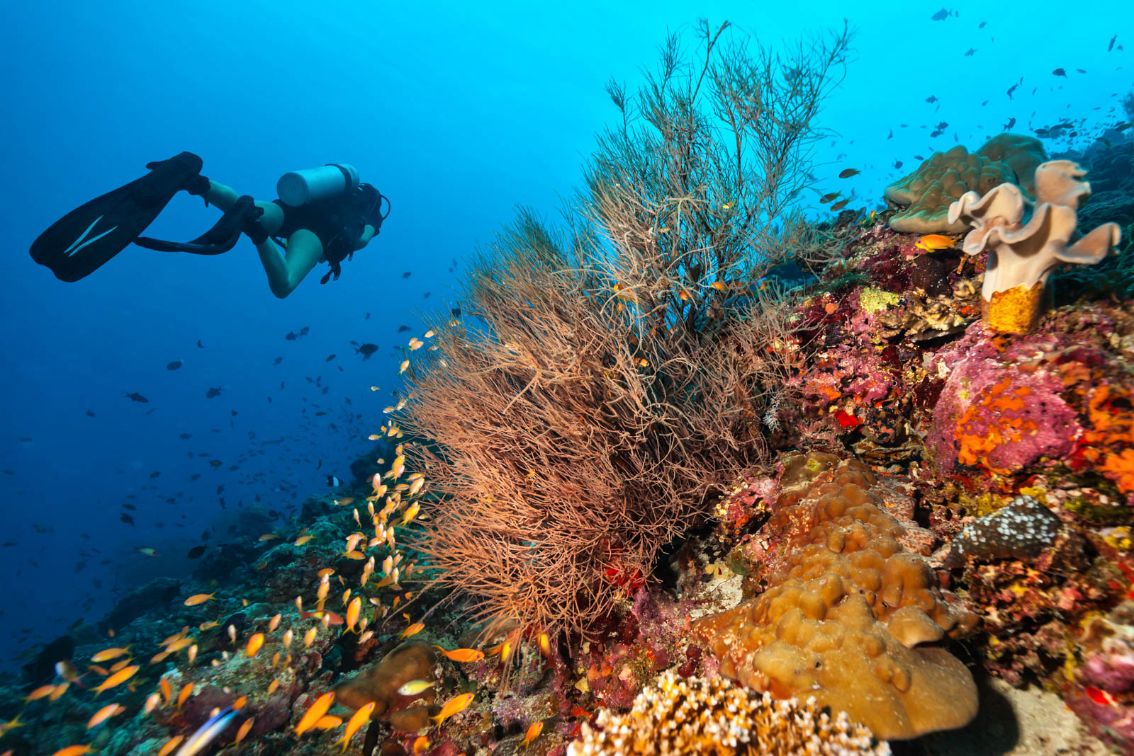 scuba diving spots